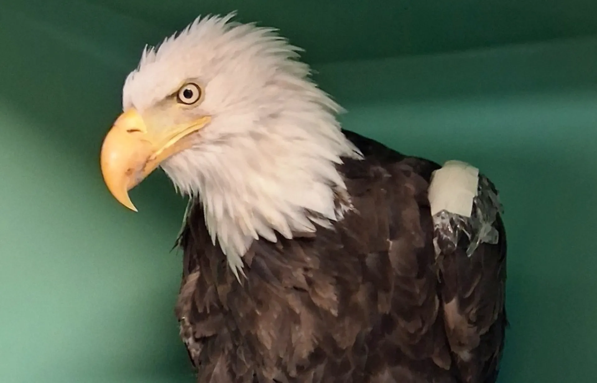Jackie the bald eagle dies after three weeks of intensive care