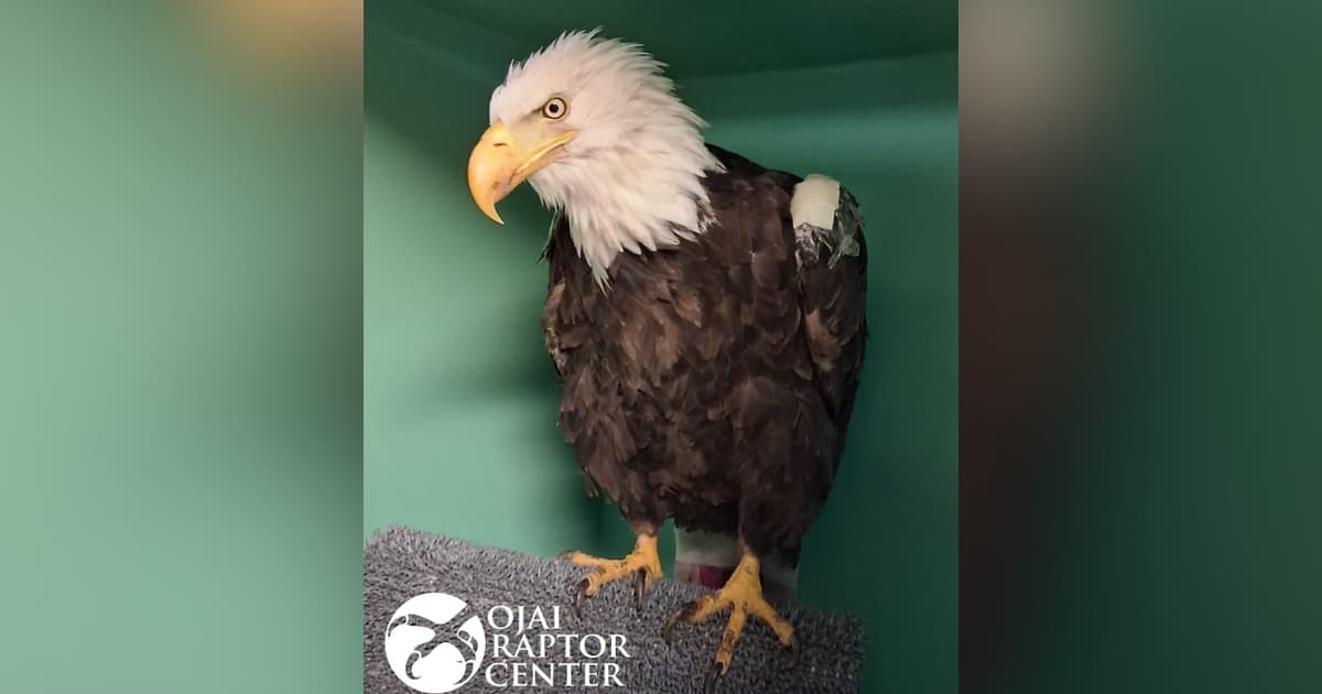 Minor league baseball team to honor Jackie the bald eagle with Big Bear fundraiser night